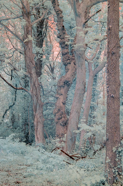 A small copse of eerie trees with pale bark and ghostly grey-green foliage.