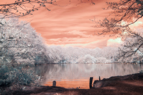 Fig. 4 - Red Lake. A tranquil lake reflects the surrounding white-leafed forest and ominous red sky.