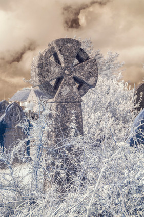 Fig. 9 - Madron Cross. A Celtic cross headstone covered in overgrown white foliage.