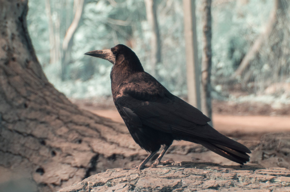 Fig. 2 - Glimmering Feathers. A rook stands atop a sunlit log, its pale face a stark contrast with its midnight-black feathers.