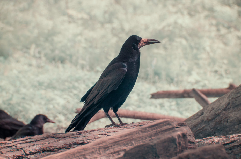 Fig. 3 - The Plague Doctor. A sleek rook stands tall against a backdrop of white foliage, its beak reminiscent of the mask worn by plague doctors.