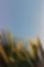 green palm tree under blue sky during daytime_edited.jpg