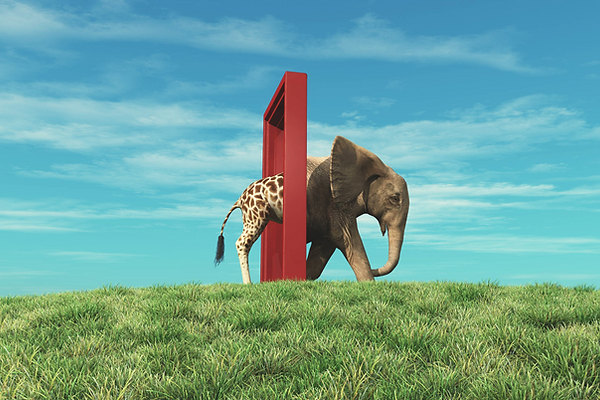 Changements 2022 éléphant.png