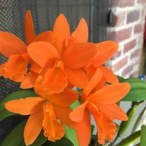 Blc. Young Min Orange (Violet Nugget  x Trick or Treat )