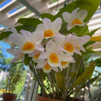 Dendrobium Rosy Cluster