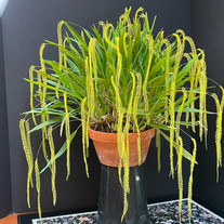 Dendrochilum filiforme