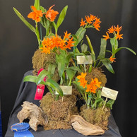2022 OSWP Spring Show