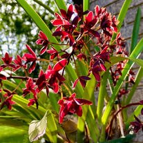 Cymbidium little Black Sambo