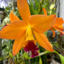 Cattleya alliance