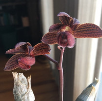 Morm. Virgen del Valle ’SVO Dark Horse’ AM/AOS vs Morm. hookeri ‘Fuzz’