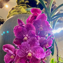 Vanda