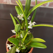 Cadetia taylori