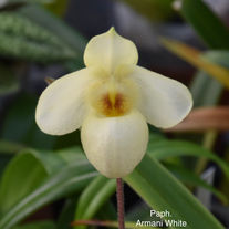Paph. Armani White