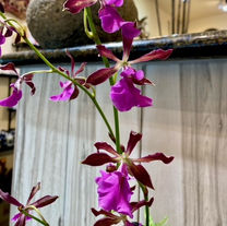 Encyclia Cordigera Rosea
