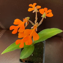 Habernaria rhodocheila