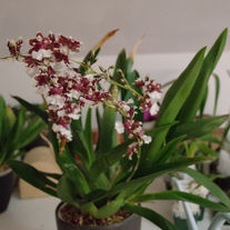 Onc. Heaven Scent ‘Sweet Redolance’