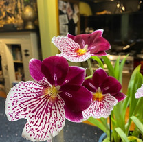 Miltoniopsis Breathless Beauty