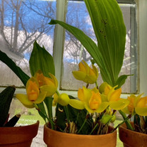 Lycaste Cruenta