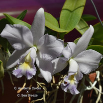 C. Academy Colors x C. Sea Breeze