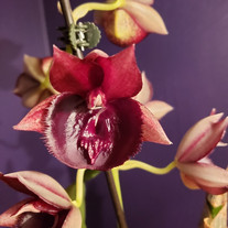 Catasetum Chuck Taylor 'Way Good' x Catasetum Susan Fuchs 'Burgundy Chips'