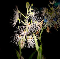 The Habenaria Medusa