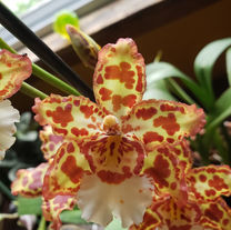 Wilsonara Eye Candy 'Penny Candy'