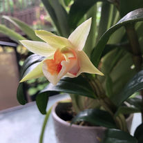 Dendrobium Green lantern red carpet