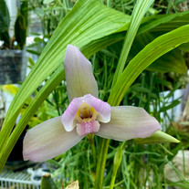 Lycaste Hibrido ( Balliae)