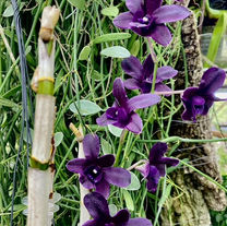 Dendrobium Almost Black