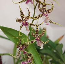 Arthurara Sea Snake ‘Unforgettable’