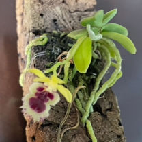 Haraella retrocalla