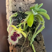 Haraella retrocalla
