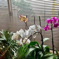 Orchids