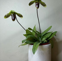 Paph. Stella in Green