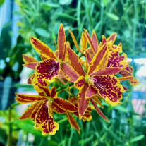 Eplc. Volcano Trick ‘Paradise’