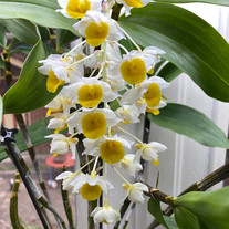 Dendrobium farmeri