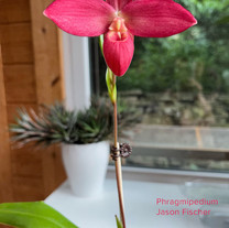 Phragmipedium Jason Fischer