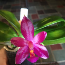 Phal.  Valentini   (Phal cornu-cervi x Phal violacia)
