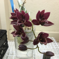 Morm. Barnabas Collins (Cl.Grace Dunn x Morm. tapoayensis)