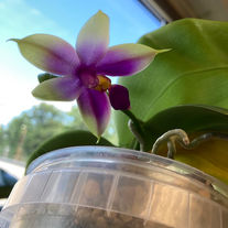 Phal. Samera