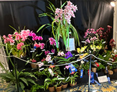 Mayfield Village Orchids