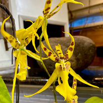 Alcra. Pacifica Nova. Pacific Heights