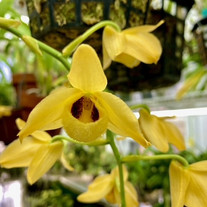 Dendrobium Moschatum