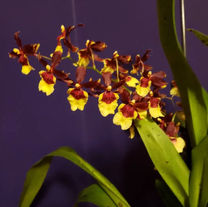 Onc. Hula Halas 'Volcano Queen'