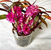 Dendrobium Hibiki