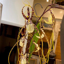 Brassia Kahli Choice