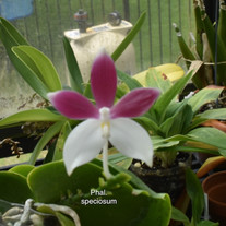 Phal. speciosum