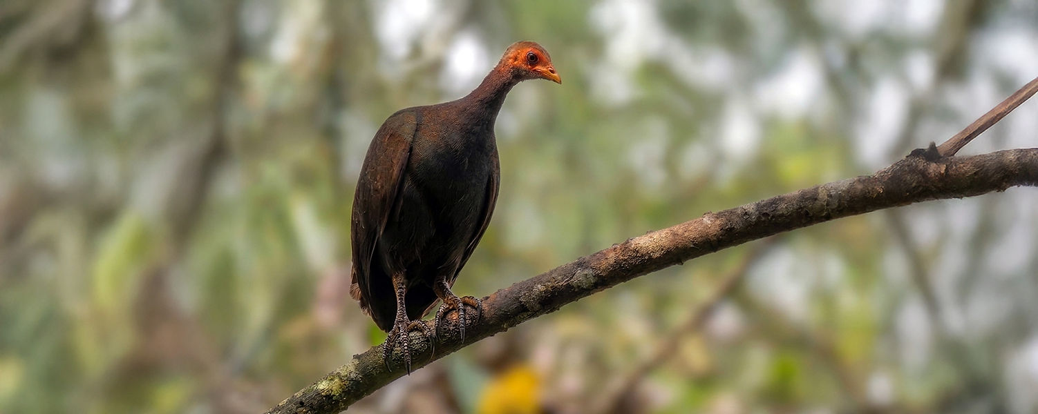 Nicobar Megapode - web edit 450x180(10pi).jpg