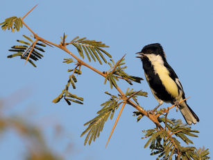 W-nTit_KD - web edit 250x180(10pi).jpg