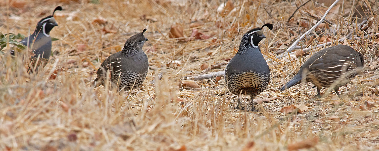 QDS_0992 - web edit 6x15.jpg